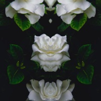 Thumbnail for the 斑比Bambii - When Gardenias Bloom link, provided by host site