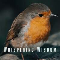 Thumbnail for the Relaxation Study Music - Whispering Wisdom: Tranquil Birds and Chill Sounds for Study link, provided by host site