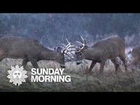 Thumbnail for the CBS Sunday Morning - Nature: White-tailed deer in New York State link, provided by host site