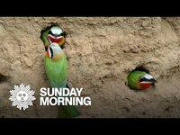 Thumbnail for the CBS Sunday Morning - Nature: White-throated bee-eaters link, provided by host site