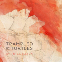 Thumbnail for the Trampled By Turtles - Wild Animals link, provided by host site