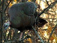 Thumbnail for the CBS Sunday Morning - Nature: Wild Turkeys link, provided by host site