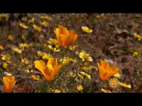Thumbnail for the CBS Sunday Morning - Nature: Wildflowers link, provided by host site
