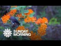 Thumbnail for the CBS Sunday Morning - Nature: Wildflowers in Missouri link, provided by host site