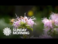 Thumbnail for the CBS Sunday Morning - Nature: Wildflowers in Ohio link, provided by host site