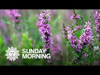 Thumbnail for the CBS Sunday Morning - Nature: Wildflowers of New York State link, provided by host site