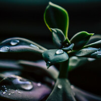 Thumbnail for the Asian Zen Meditation - Winter Spa Music link, provided by host site