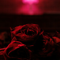 Thumbnail for the The Paper Kites - Without Your Love link, provided by host site