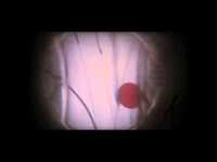 Thumbnail for the Glen Hansard - "You Will Become" link, provided by host site